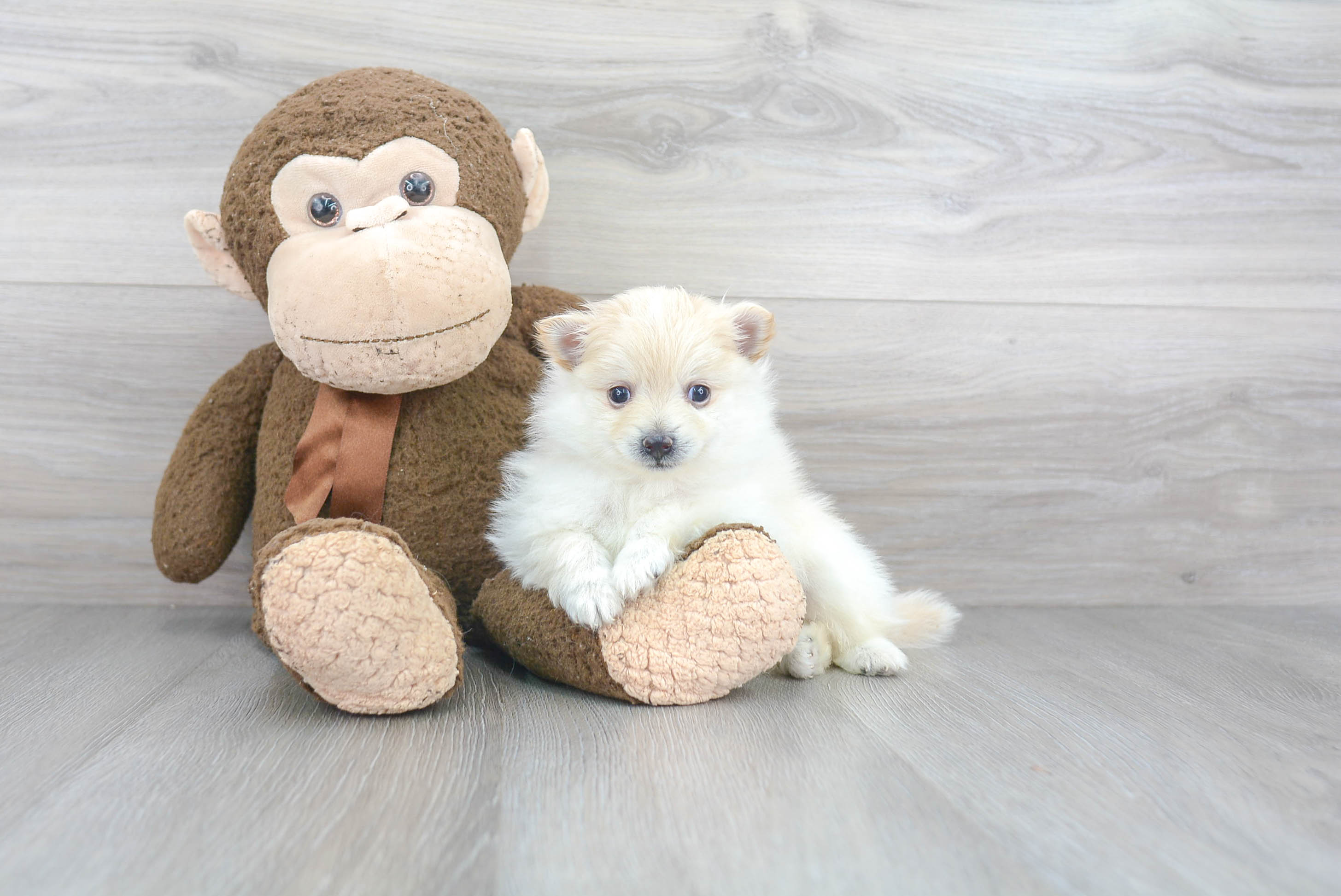 Pomeranian Pup Being Cute