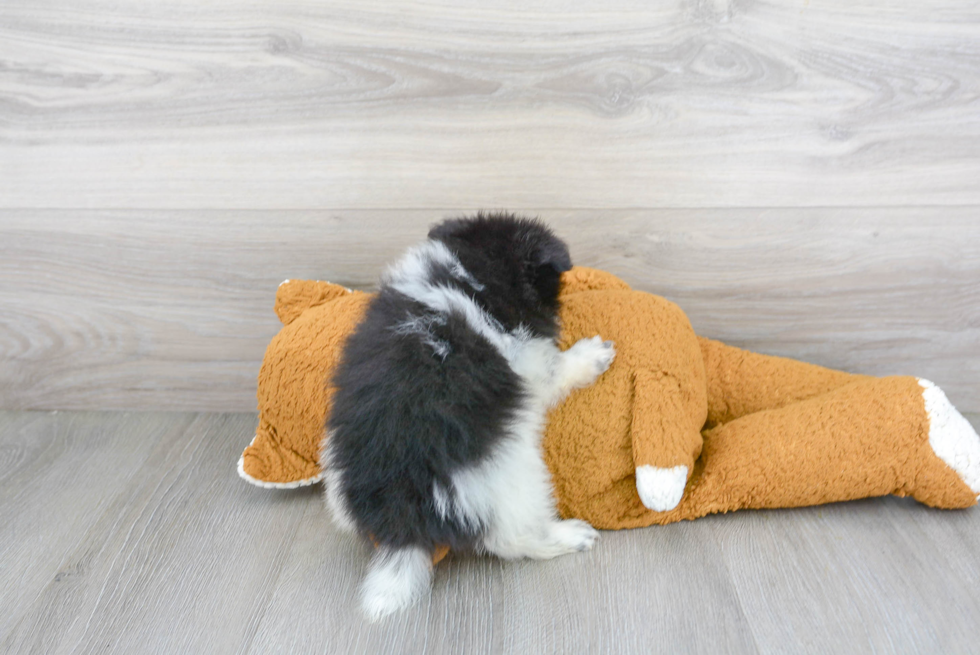Pomeranian Pup Being Cute