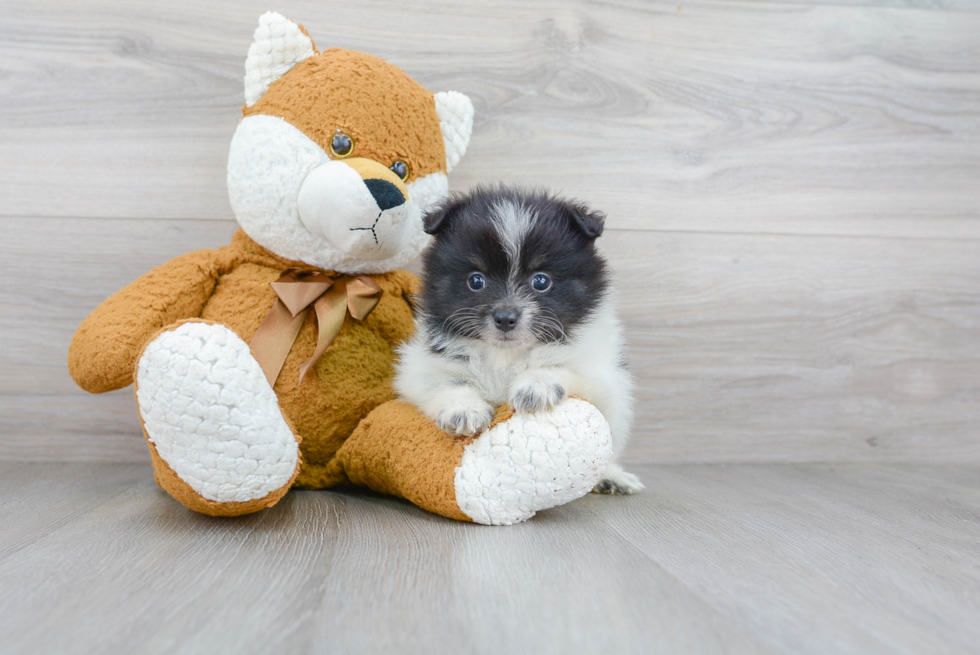 Small Pomeranian Baby