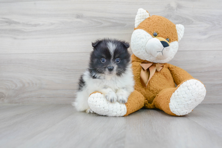 Best Pomeranian Baby