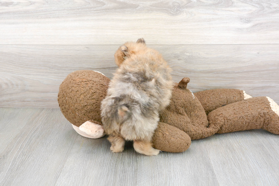 Pomeranian Puppy for Adoption