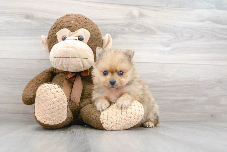 Adorable Pomeranian Purebred Puppy