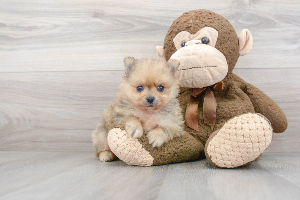 Funny Pomeranian Baby