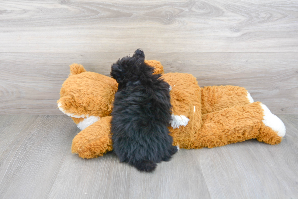 Playful Pomeranian Baby