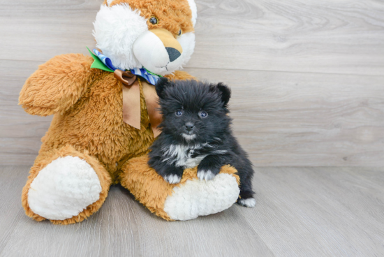 Playful Pomeranian Baby