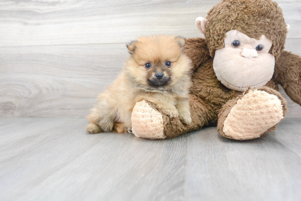 Friendly Pomeranian Purebred Pup