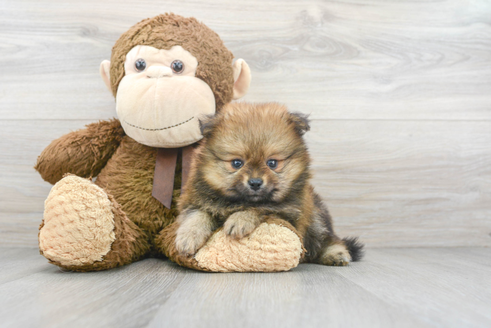 Akc Registered Pomeranian Baby