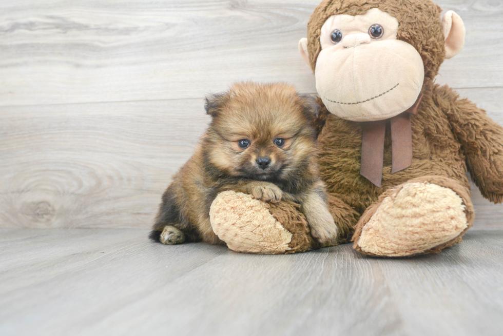 Playful Pomeranian Purebred Pup