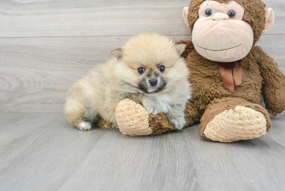 Pomeranian Puppy for Adoption