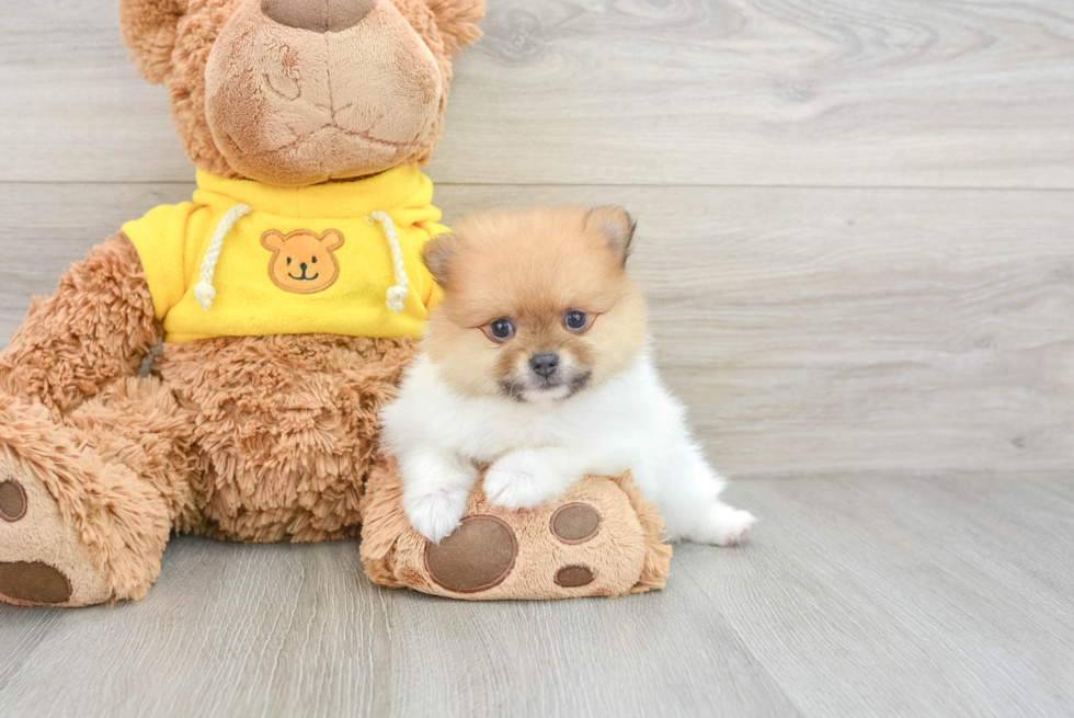 Funny Pomeranian Purebred Pup