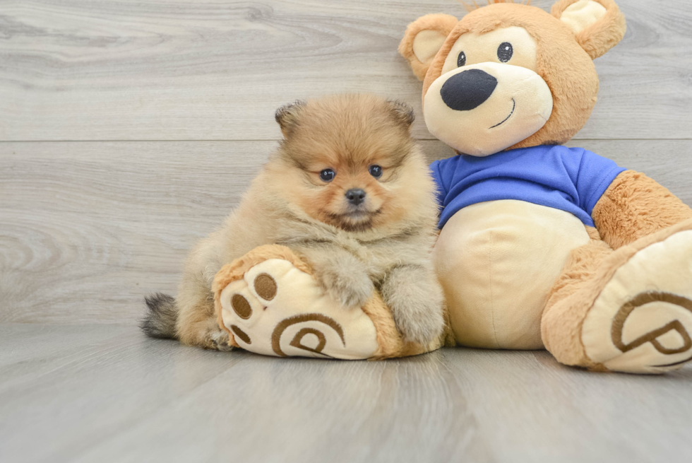 Small Pomeranian Purebred Pup