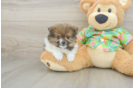Friendly Pomeranian Purebred Pup