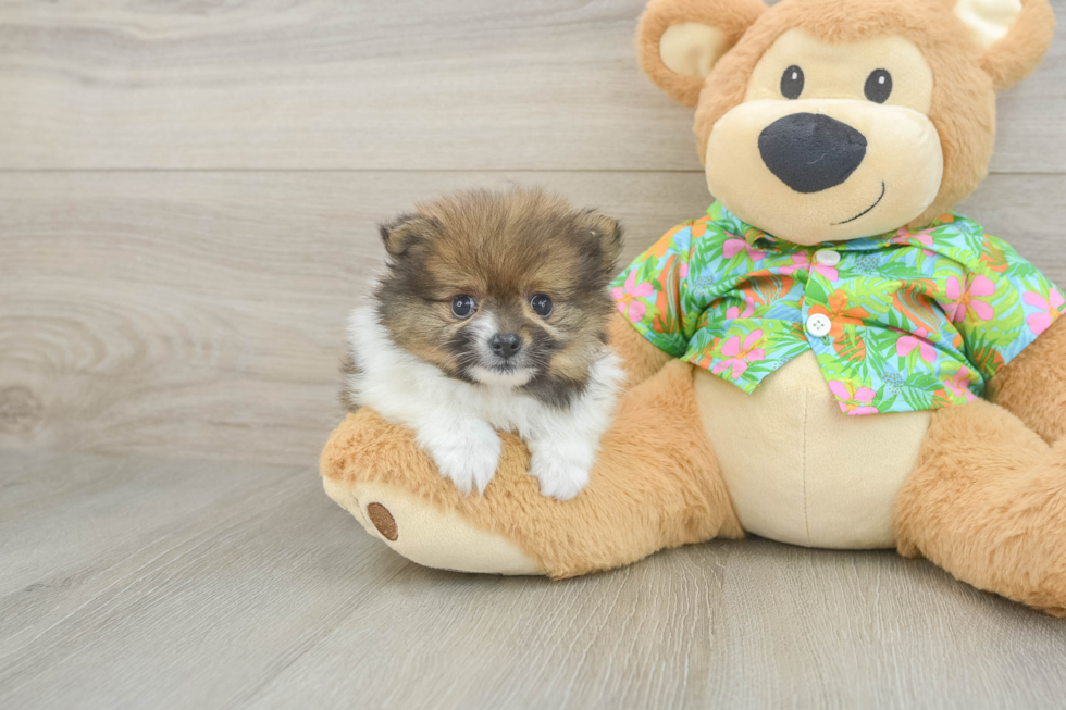 Friendly Pomeranian Purebred Pup