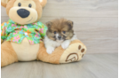 Pomeranian Pup Being Cute