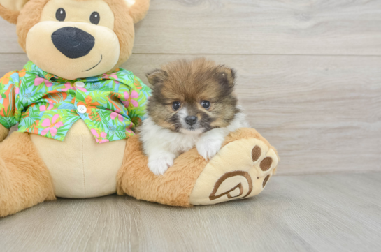 Pomeranian Pup Being Cute
