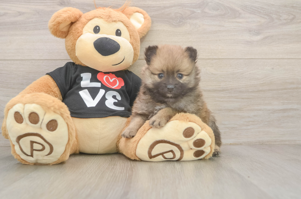 5 week old Pomeranian Puppy For Sale - Premier Pups