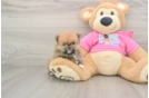Energetic Pom Dog Purebred Puppy