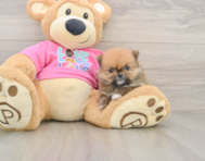7 week old Pomeranian Puppy For Sale - Premier Pups