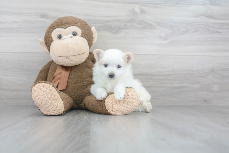 Little Pomeranian Purebred Pup