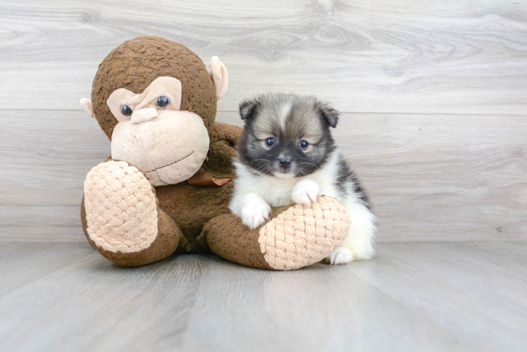 Smart Pomeranian Purebred Puppy