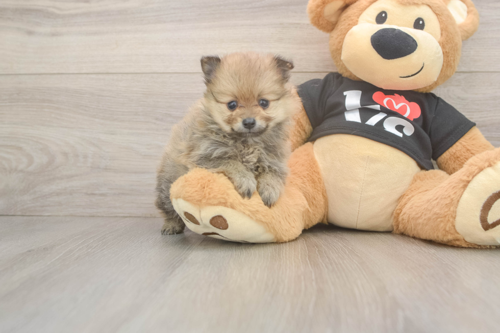 Pomeranian Pup Being Cute