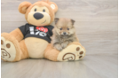 Pomeranian Pup Being Cute