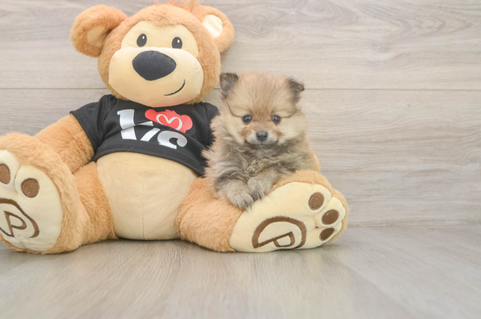 5 week old Pomeranian Puppy For Sale - Premier Pups