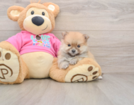 8 week old Pomeranian Puppy For Sale - Premier Pups