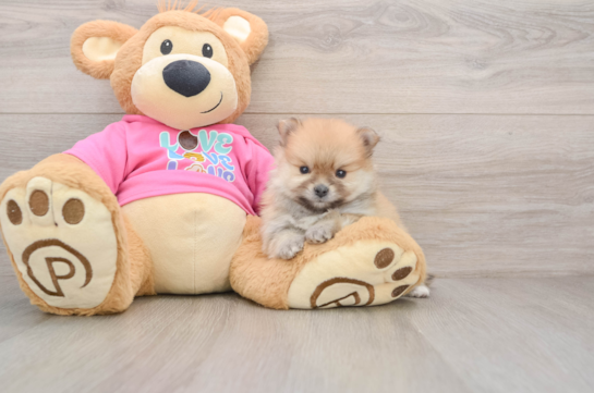 Popular Pomeranian Purebred Pup