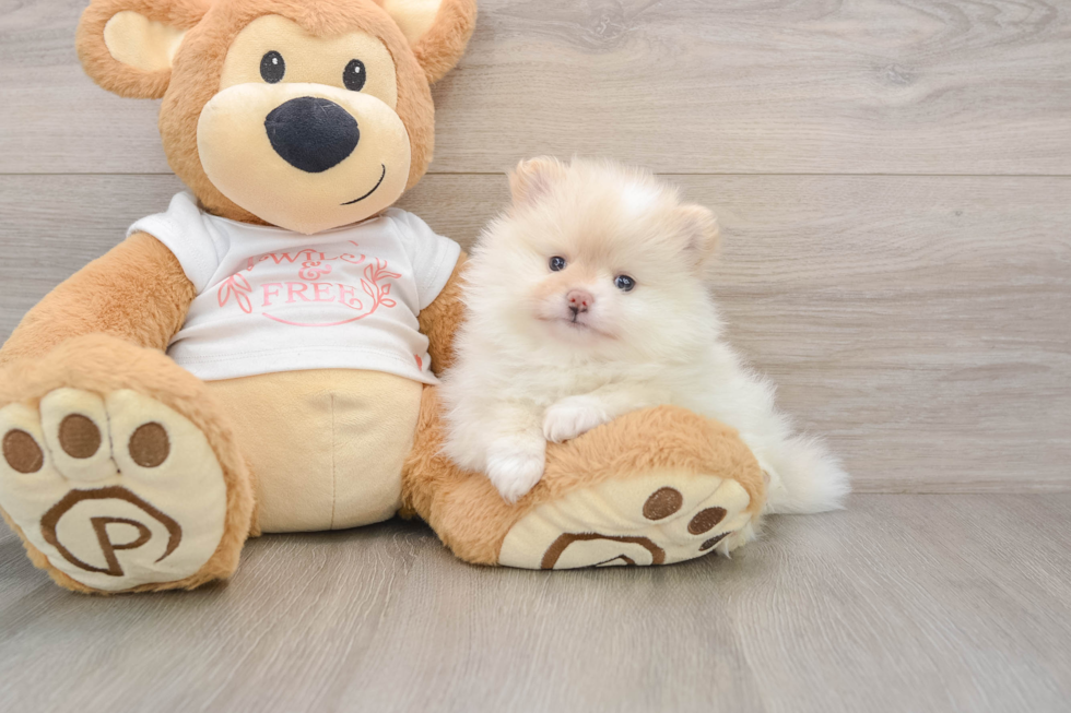 Popular Pomeranian Baby