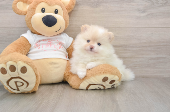 Popular Pomeranian Baby