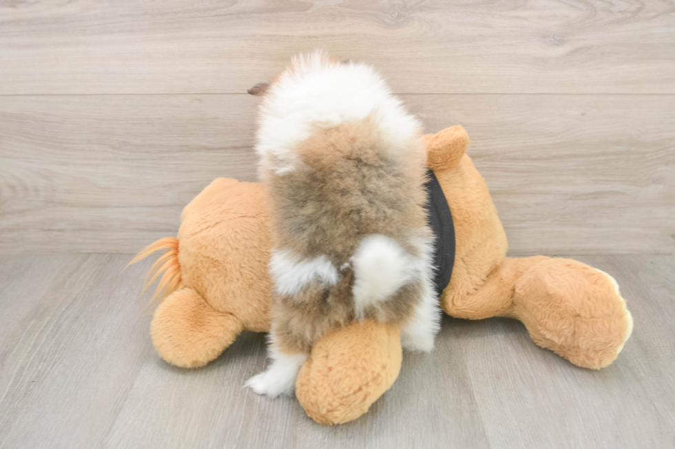 Pomeranian Puppy for Adoption