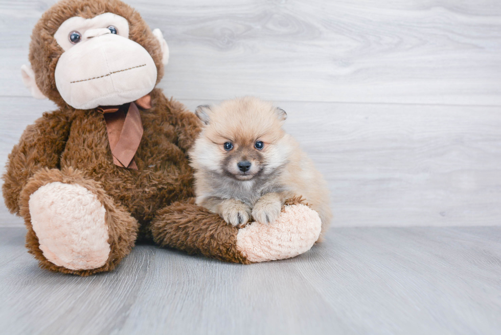 Petite Pomeranian Purebred Puppy