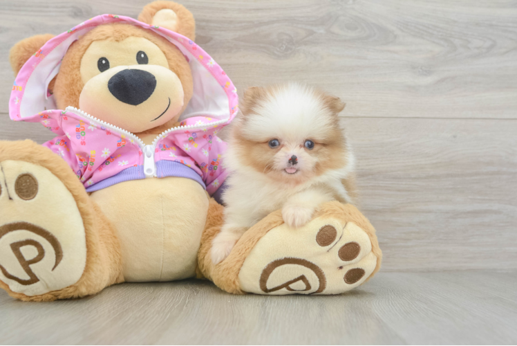 Best Pomeranian Baby