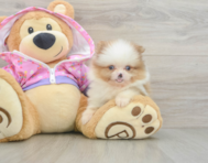 9 week old Pomeranian Puppy For Sale - Premier Pups