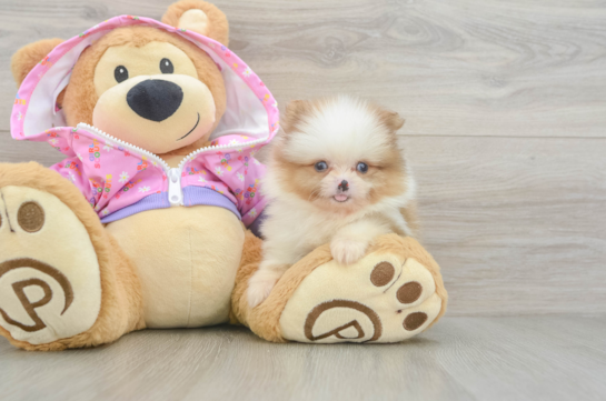 Best Pomeranian Baby