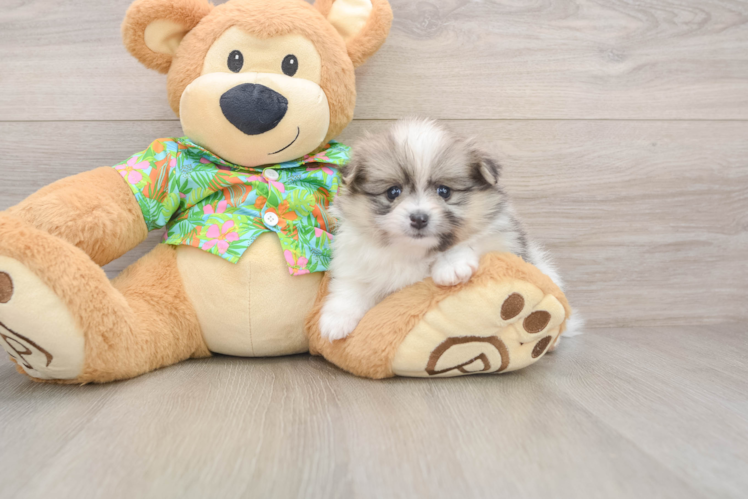 Popular Pomeranian Purebred Pup