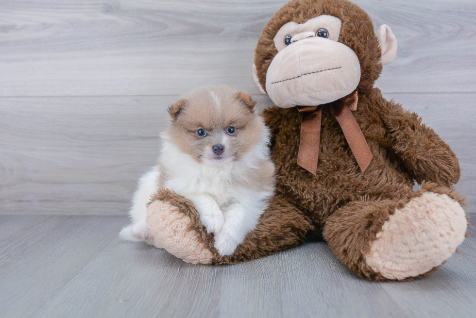 Playful Pomeranian Baby