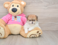 7 week old Pomeranian Puppy For Sale - Premier Pups