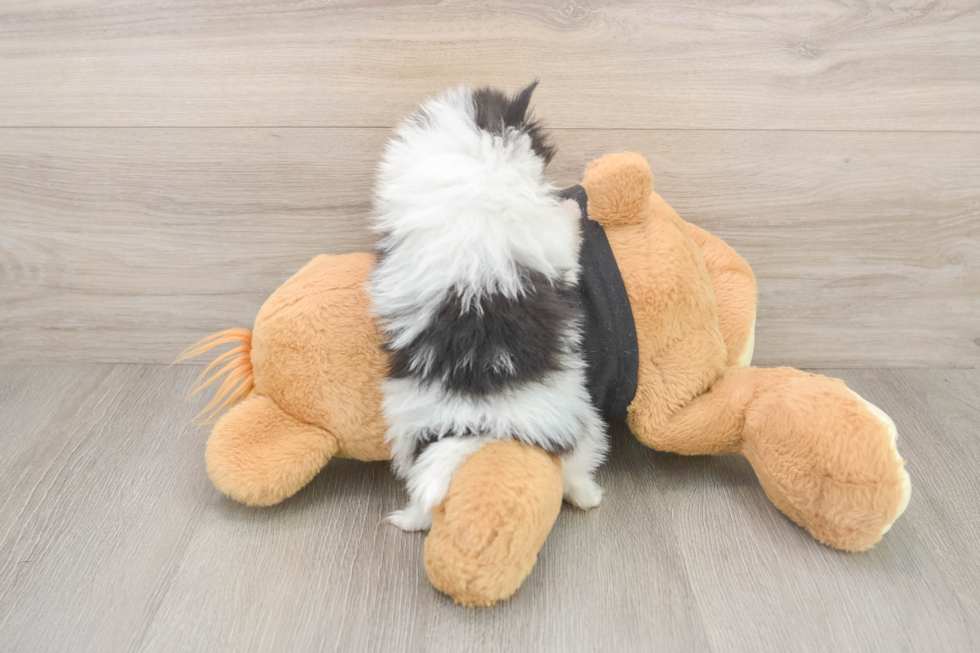 Best Pomeranian Baby