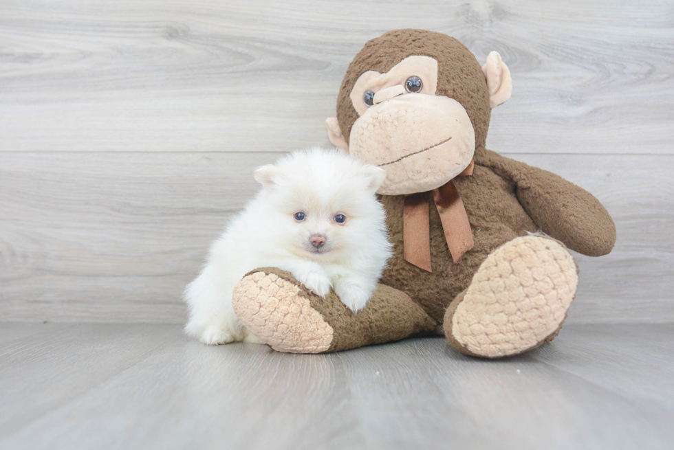 Sweet Pomeranian Purebred Puppy