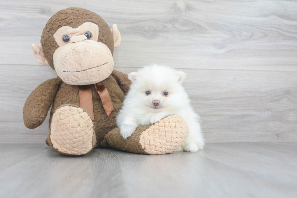 Friendly Pomeranian Baby