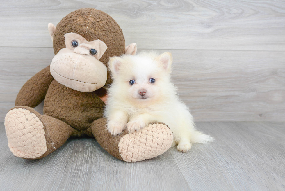 Funny Pomeranian Purebred Pup