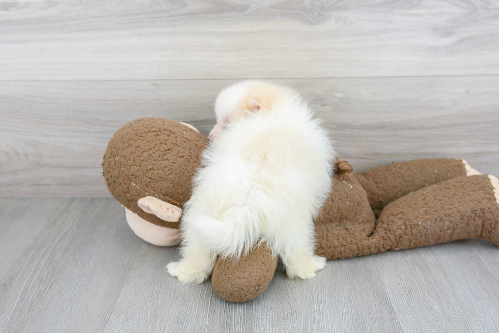 Happy Pomeranian Purebred Puppy