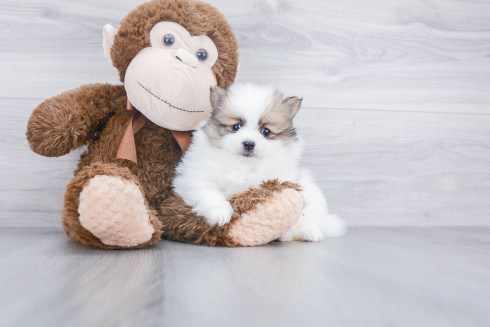 Energetic Pomeranian Purebred Puppy