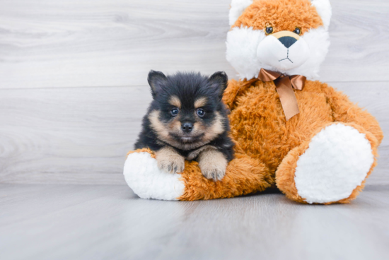 Hypoallergenic Pomeranian Baby