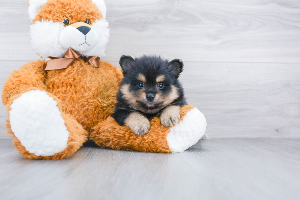 Pomeranian Pup Being Cute