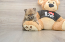 Little Pomeranian Baby