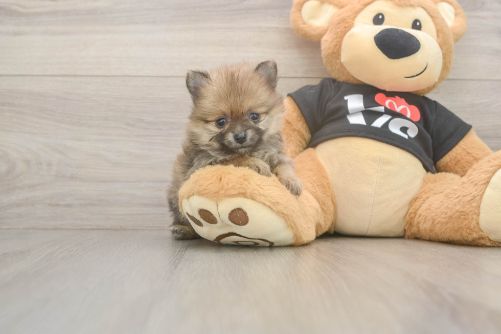 Little Pomeranian Baby