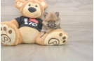 Popular Pomeranian Purebred Pup